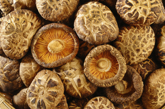 The Ultimate Guide to Shiitake Mushrooms!