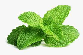 Lemon Balm