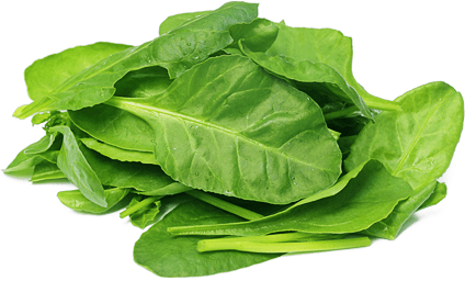 Salad Spinach